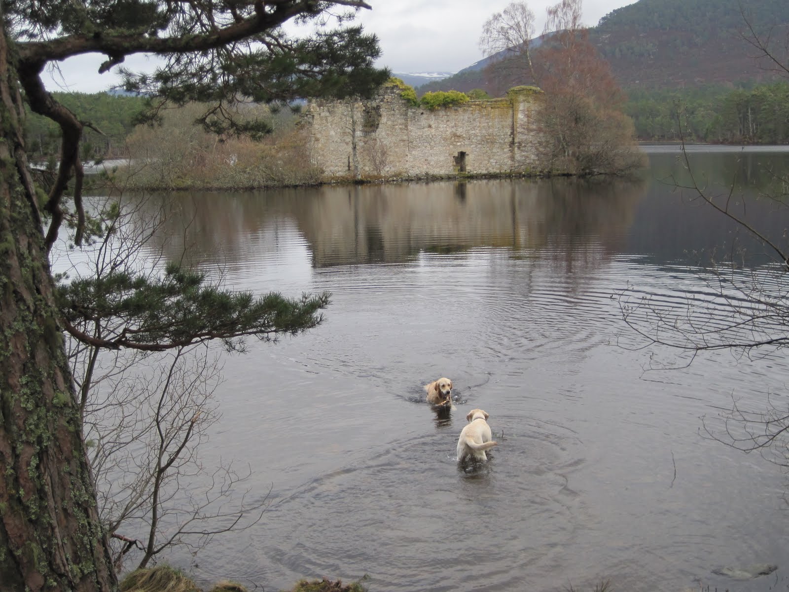 Smiley Petz Luxury Dog Home Boarding. Swansea, Neath, Cardiff, Aberdare